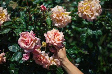 Female hand touching rose
