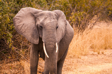 Obraz premium Wild african elephant