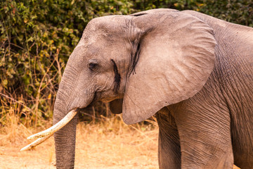 Wild african elephant