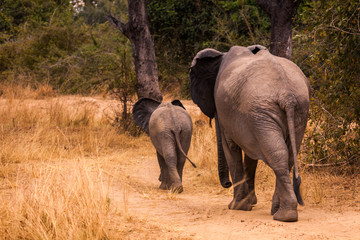 Obraz premium Wild african elephant