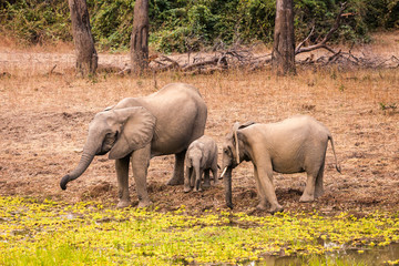 Fototapeta premium Wild african elephant