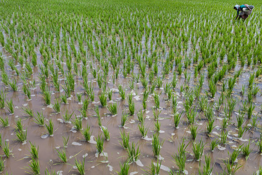 Inde. Rizi&egrave;res de Cuddalore, Tamil Nadu