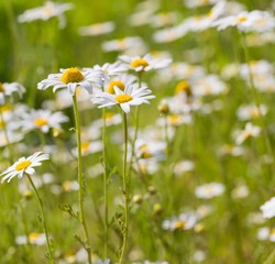 Camomile flowers.