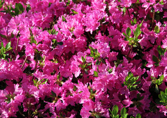 Pink azalea blossoming. Flower carpet.