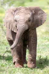 Veau mignon de bébé éléphant dans cette image de portrait d& 39 Afrique du Sud