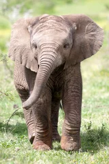 Crédence de cuisine en verre imprimé Éléphant Veau mignon de bébé éléphant dans cette image de portrait d& 39 Afrique du Sud
