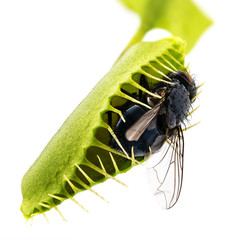 Venus flytrap - dionaea muscipula with trapped fly