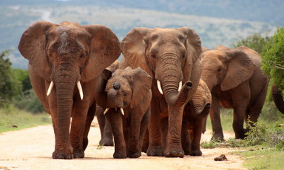 Un troupeau d& 39 éléphants avec des bébés veaux s& 39 approche de nous. Prise de vue en contre-plongée pour améliorer le portrait. Pris dans le parc national des éléphants d& 39 Addo, cap oriental, afrique du sud