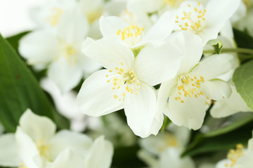 Fototapeta na wymiar White flowers of jasmine background