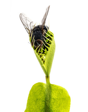 Venus flytrap - dionaea muscipula with trapped fly