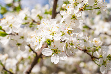 blossom cherry tree