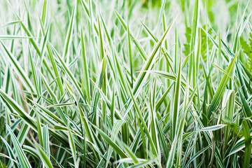 grass background
