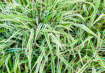 grass background