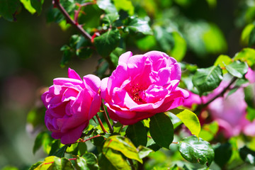  roses plant in spring