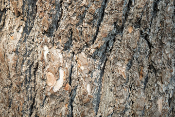 Tree bark texture
