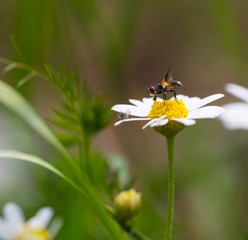 Fly sitting on plant