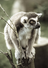 Obraz premium Lemur