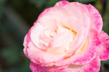 Closeup beautiful macro pink rose