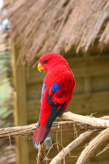 Red Parrot