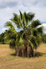 Obraz na płótnie Canvas Mexican fan palm tree / Washingtonia Robusta - with a skirt