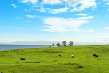 Cows graze in the field.