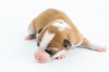 One day for newborn pup