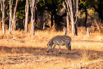 Fototapeta na wymiar Wild zebra