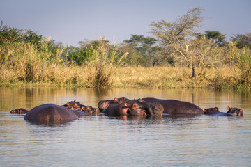 Wild Hippopotamus