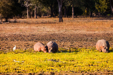 Wild Hippopotamus