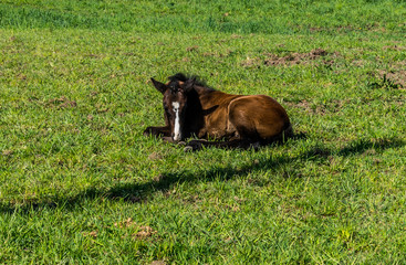 Fototapeta premium Filly laying down in a Meadow near Fort Langley British Columbia