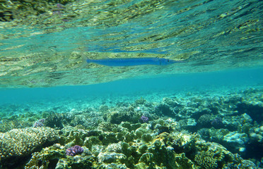 Needle fish in red sea