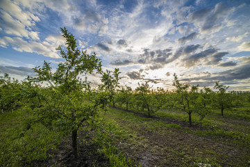 Apple orchard at sunset