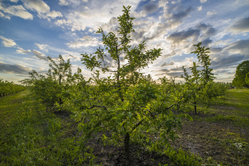 Obraz na płótnie Canvas Apple orchard at sunset