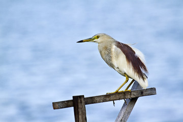 Obraz premium Indian pond heron in Batticaloa, Sri Lanka