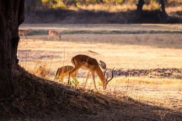 Wild impala