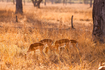 Wild impala