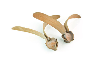 Fototapeta premium winged seed of Dipterocarpaceae isolated on white background