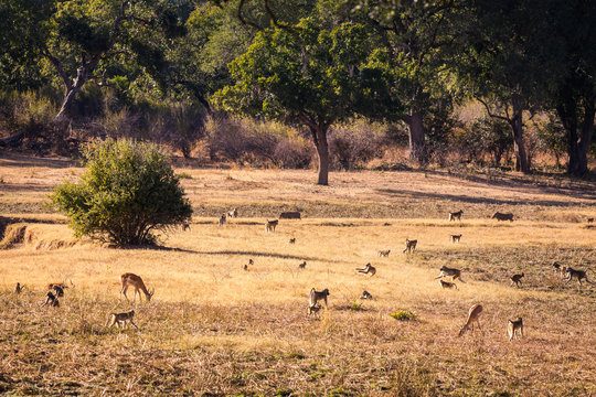 Wild impala