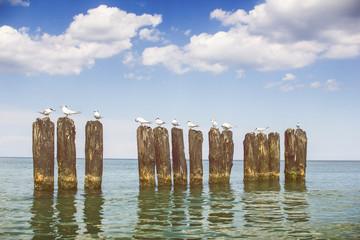 Seagull on wooden wave breaker.
