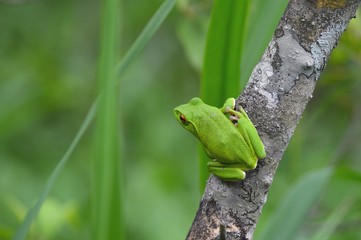 モリアオガエル
