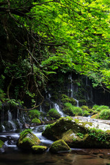 Fototapeta premium 元滝伏流水