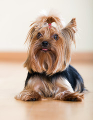  dog breed Yorkshire Terrier