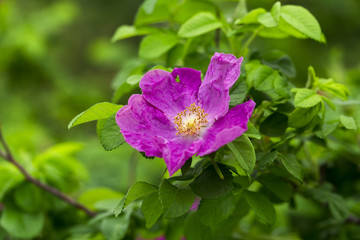 flowers on the white background