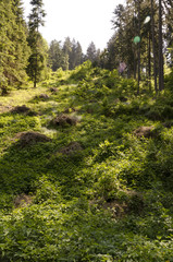 Fototapeta na wymiar Forest hillside slope