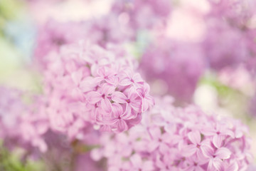 Lovely Lilac