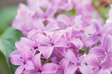 Lovely Lilac!