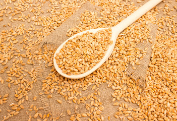 wheat grain on canvas close up