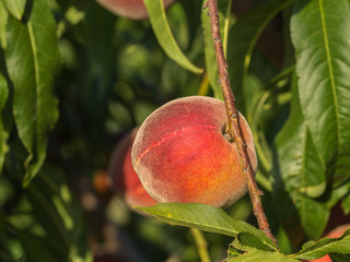 Peach of Bivona. Sicily. Variety of Prunus persica. 