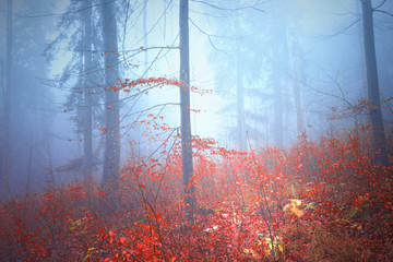Magical colorful autumn forest landscape