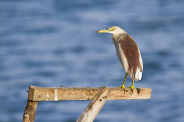 Indian pond heron in Batticaloa, Sri Lanka